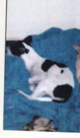 Cachorro ra a SRD idade  nome DODDY