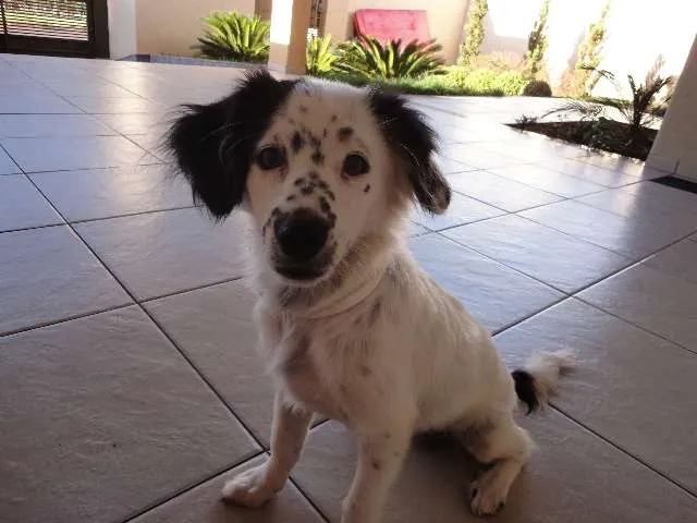 Cachorro ra a indefinida idade 7 a 11 meses nome Bob
