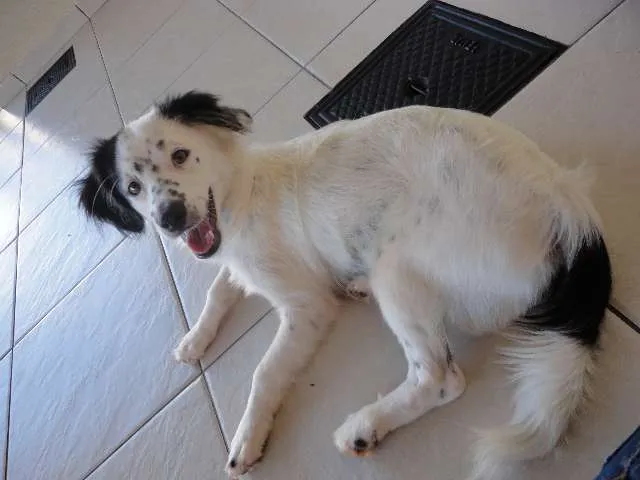 Cachorro ra a indefinida idade 7 a 11 meses nome Bob