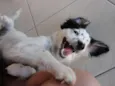 Bob