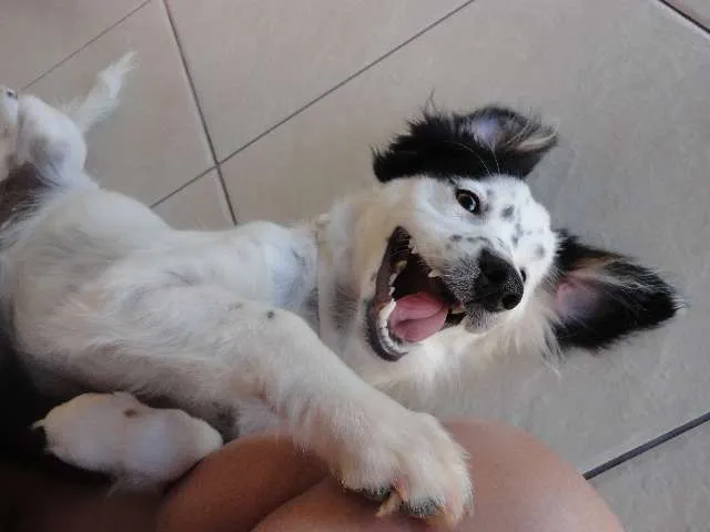Cachorro ra a indefinida idade 7 a 11 meses nome Bob