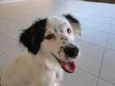 Bob