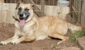 Cachorro raça SRD idade 3 anos nome ALEMÃO