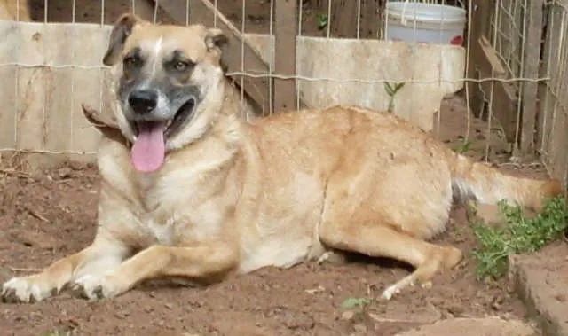 Cachorro ra a SRD idade 3 anos nome ALEMÃO