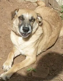 Cachorro ra a SRD idade 3 anos nome ALEMÃO