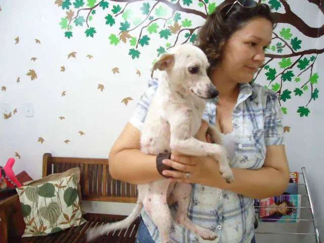 Cachorro ra a SRD idade 7 a 11 meses nome Bisnaguinha