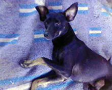 Cachorro ra a PincherMIX idade  nome Neguinho