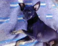 Neguinho