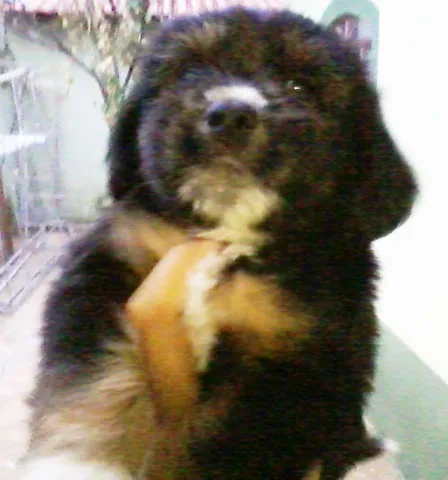 Cachorro ra a MIX idade Abaixo de 2 meses nome LINDÍSSIMOS