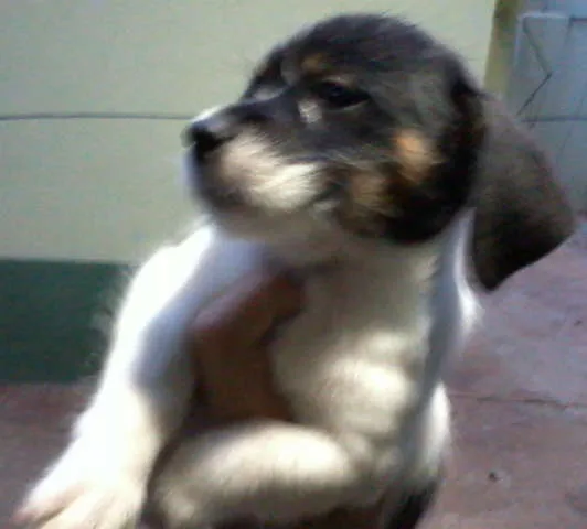 Cachorro ra a MIX idade Abaixo de 2 meses nome LINDÍSSIMOS
