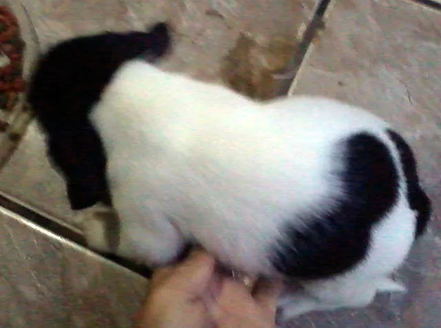 Cachorro ra a MIX idade Abaixo de 2 meses nome LINDÍSSIMOS