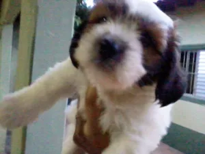 Cachorro raça MIX idade Abaixo de 2 meses nome LINDÍSSIMOS