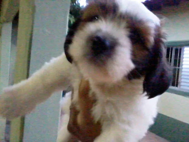 Cachorro ra a MIX idade Abaixo de 2 meses nome LINDÍSSIMOS