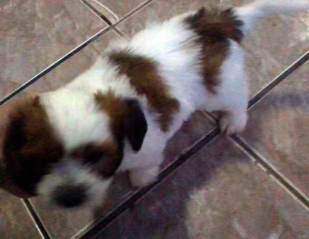 Cachorro ra a MIX idade Abaixo de 2 meses nome LINDÍSSIMOS