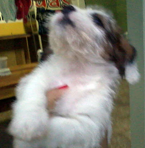 Cachorro ra a MIX idade Abaixo de 2 meses nome LINDÍSSIMOS