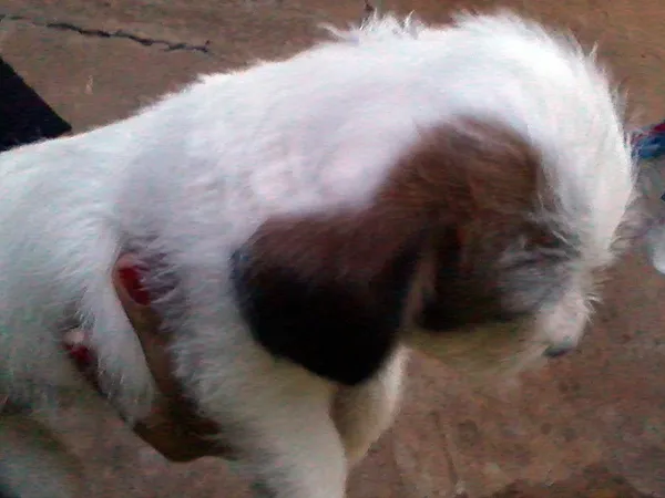 Cachorro ra a MIX idade Abaixo de 2 meses nome LINDÍSSIMOS