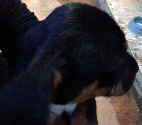 Cachorro ra a MIX idade Abaixo de 2 meses nome LINDÍSSIMOS