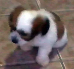Cachorro ra a MIX idade Abaixo de 2 meses nome LINDÍSSIMOS