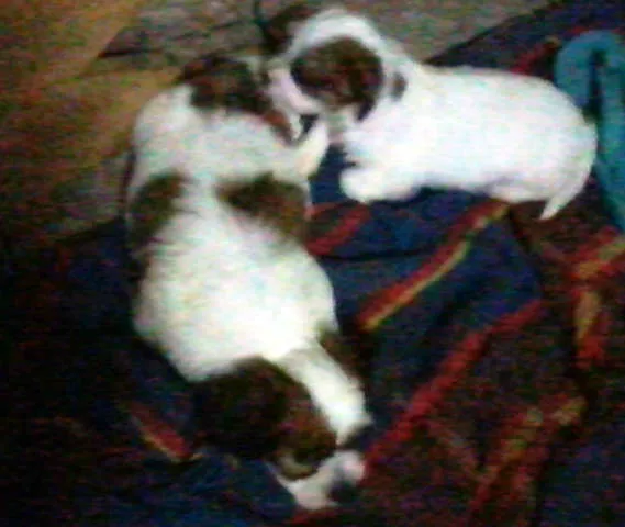 Cachorro ra a MIX idade Abaixo de 2 meses nome LINDÍSSIMOS