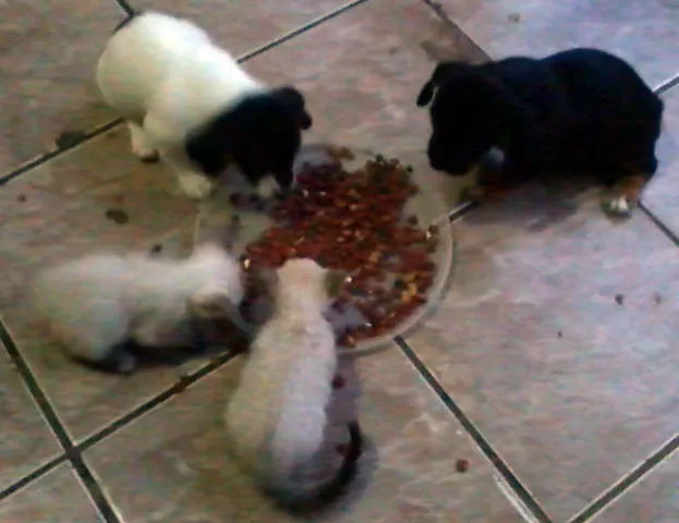 Cachorro ra a MIX idade Abaixo de 2 meses nome LINDÍSSIMOS