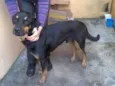 Negao (nao fixo)
