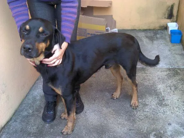 Cachorro ra a SRD idade 1 ano nome Negao (nao fixo)