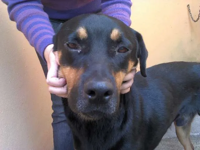 Cachorro ra a SRD idade 1 ano nome Negao (nao fixo)