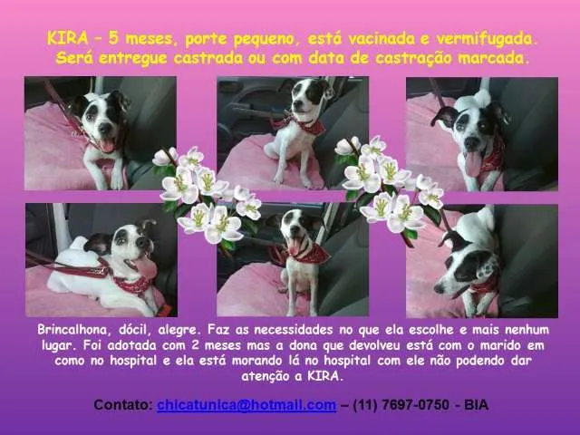 Cachorro ra a SRD idade 2 a 6 meses nome KIRA