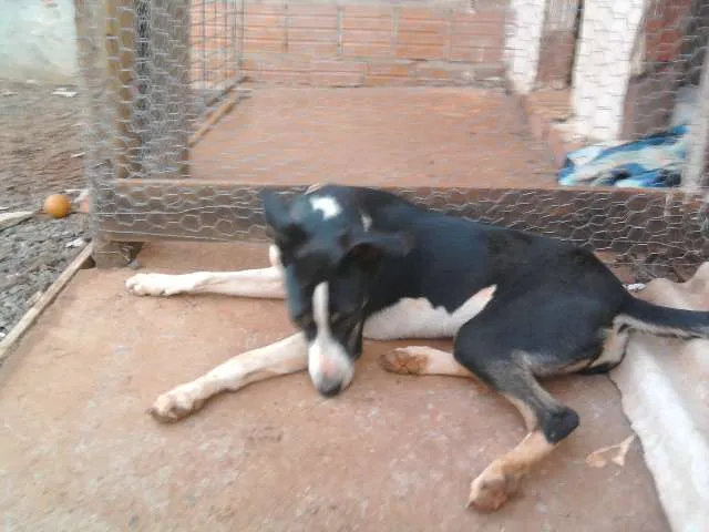 Cachorro ra a SRD idade 7 a 11 meses nome Kira