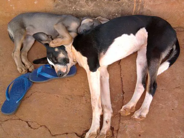 Cachorro ra a SRD idade 7 a 11 meses nome Kira