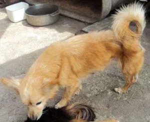 Cachorro raça SRD idade  nome Bebê/Chips e Neguinha