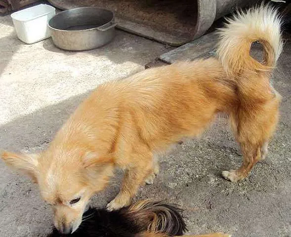 Cachorro ra a SRD idade  nome Bebê/Chips e Neguinha