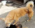 Bebê/Chips e Neguinha