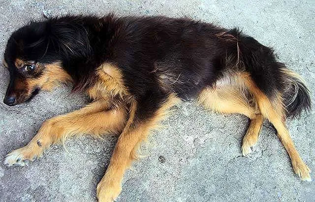 Cachorro ra a SRD idade  nome Bebê/Chips e Neguinha