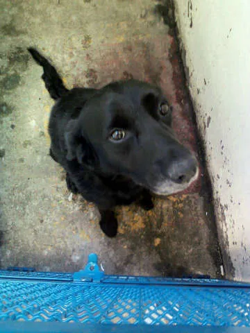 Cachorro ra a SRD idade 3 anos nome Negão