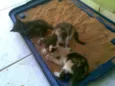 gatinhos