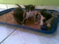 gatinhos