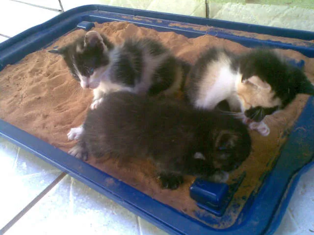 Gato ra a srd idade Abaixo de 2 meses nome gatinhos