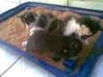 gatinhos