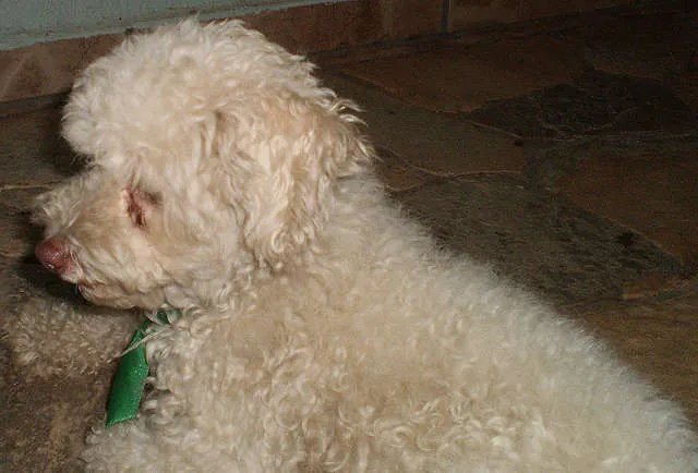 Cachorro ra a Poodle idade  nome Procura o DONO