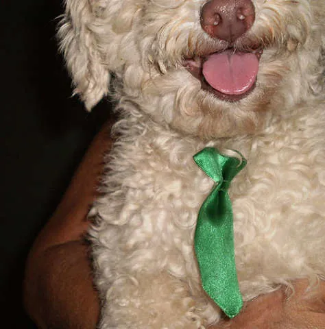 Cachorro ra a Poodle idade  nome Procura o DONO