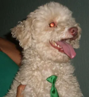 Cachorro raça Poodle idade  nome Procura o DONO