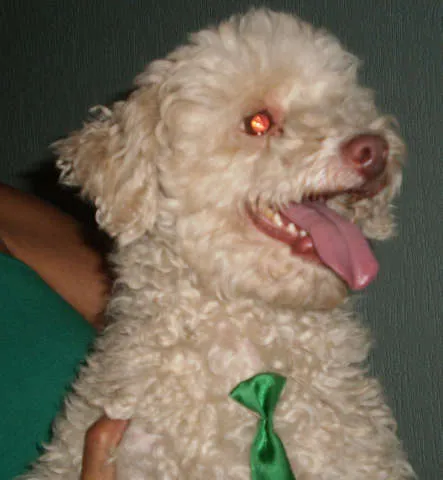 Cachorro ra a Poodle idade  nome Procura o DONO