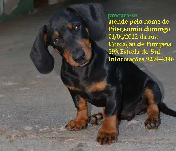 Cachorro ra a Basset-Cofap idade 2 a 6 meses nome Piter
