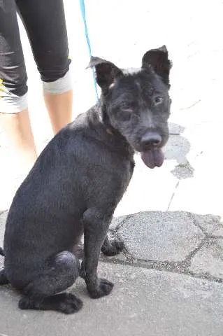 Cachorro ra a Mestiço idade 3 anos nome Zac