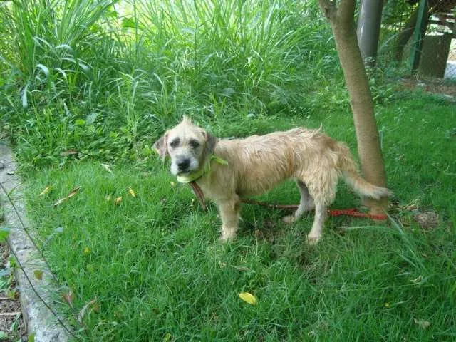Cachorro ra a SRD idade 4 anos nome Nadine