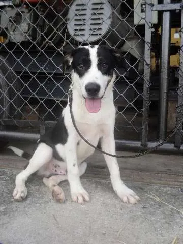 Cachorro ra a SRD idade 7 a 11 meses nome Nuka