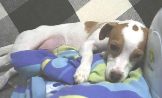 Cachorro ra a sem raça definida idade 4 anos nome Petit