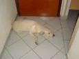 Tobi