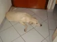 Tobi